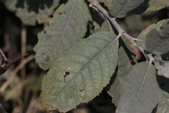 Brachylaena rotundata