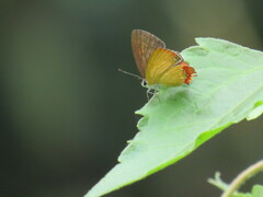 Heliophorus epicles