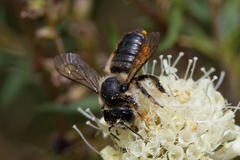 Megachile