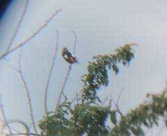 Phoenicurus auroreus