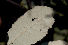 Brachylaena rotundata