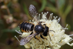 Megachile