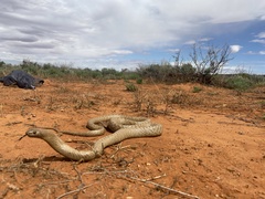 Pseudonaja aspidorhyncha