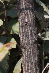 Brachylaena rotundata