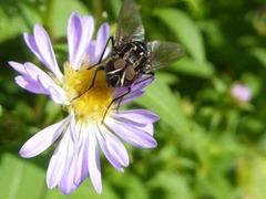 Graphomya maculata