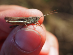 Chorthippus dorsatus