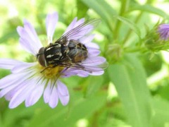 Graphomya maculata