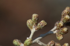 Brachylaena rotundata