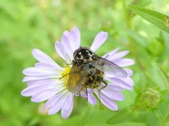 Graphomya maculata