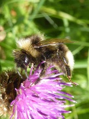 Bombus bohemicus