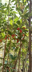 Berberis vulgaris
