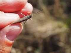 Chorthippus dorsatus