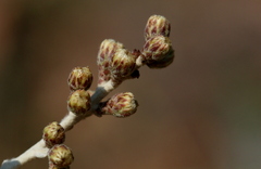 Brachylaena rotundata