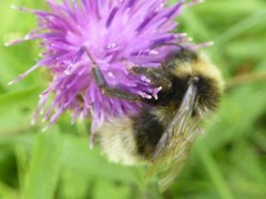 Bombus bohemicus