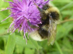 Bombus bohemicus