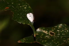 Neopithecops zalmora