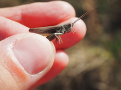 Chorthippus dorsatus