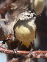 Acanthiza chrysorrhoa