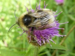 Bombus bohemicus