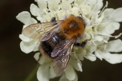Bombus pascuorum