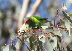Glossopsitta concinna