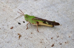 Chortophaga australior