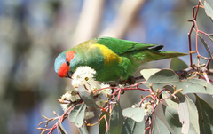 Glossopsitta concinna