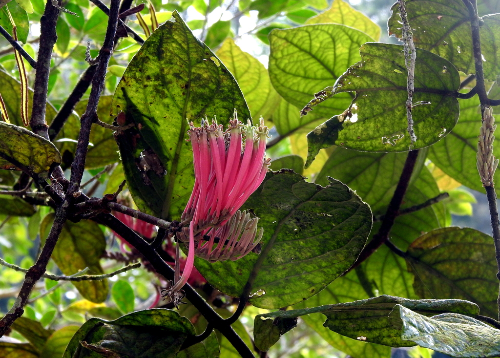 Dendrophthoe incarnata