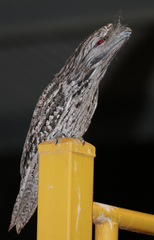 Podargus strigoides