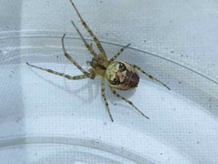 Metellina segmentata