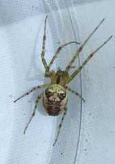 Metellina segmentata