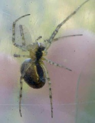 Metellina segmentata