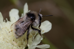Bombus sylvarum