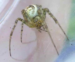 Metellina segmentata