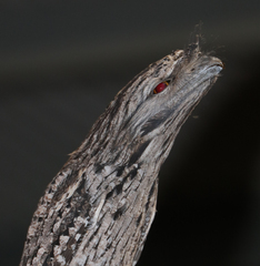 Podargus strigoides