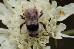Bombus sylvarum