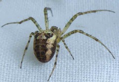 Metellina segmentata