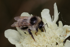 Bombus sylvarum
