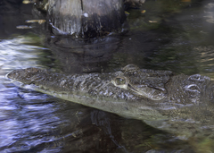 Crocodylia