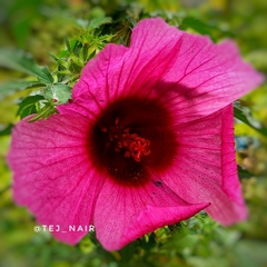Hibiscus trionum