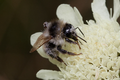 Bombus sylvarum