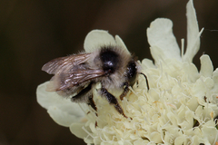 Bombus sylvarum