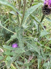 Centaurea nigra