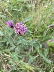 Centaurea nigra