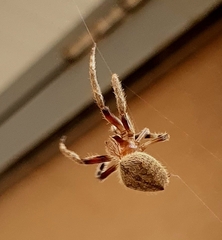 Hortophora