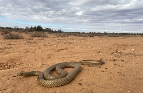 Eastern Brown Snake sighting