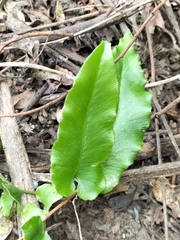 Asplenium scolopendrium
