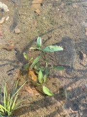 Eclipta prostrata