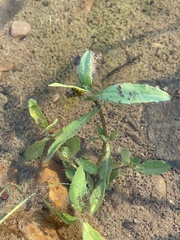 Eclipta prostrata