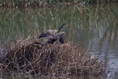 Anhinga novaehollandiae